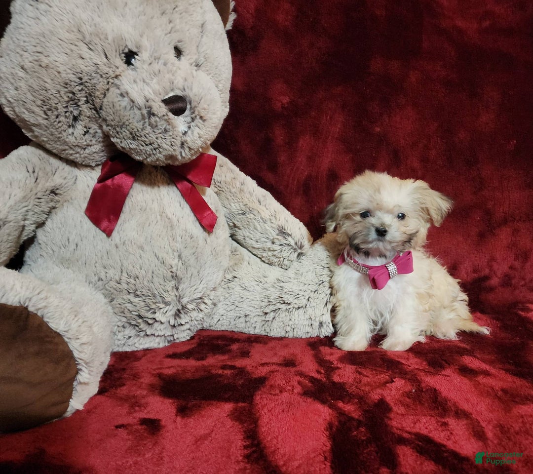 Malshi dogs for sale: Gigi - Image 6