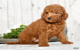 Miniature Poodle dogs for sale: Zinc - Image 7
