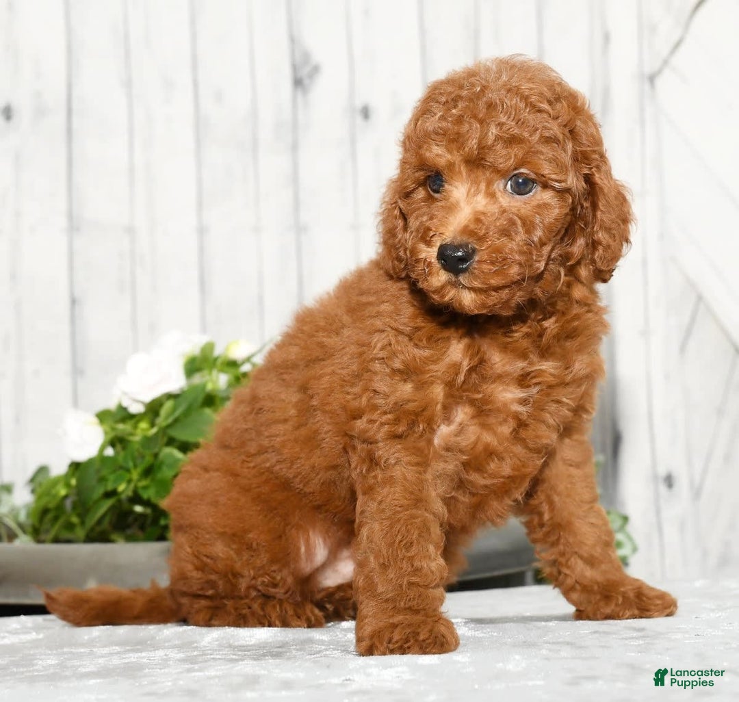 Miniature Poodle dogs for sale: Zinc - Image 7