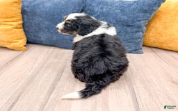 Mini Bernedoodle dogs for sale: Archer - Image 5