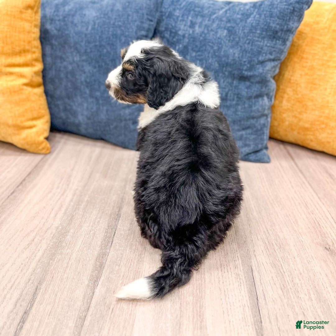 Mini Bernedoodle dogs for sale: Archer - Image 5