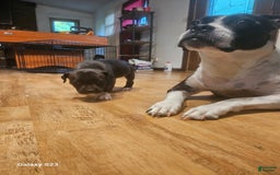 American Bully dogs for sale: Princess - Image 3