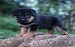 German Shepherd dogs for sale: Kimber - Image 2