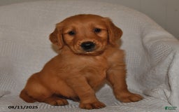 Golden Retriever dogs for sale: Tucker - Image 5
