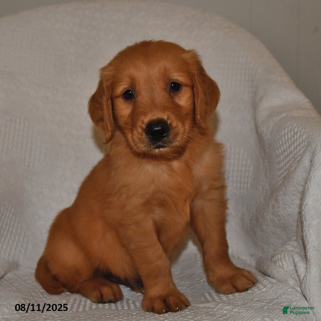 Golden Retriever dogs for sale: Tucker - Image 5