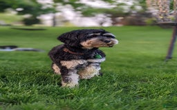 Cockapoo dogs for stud: Sir Kipling - Image 2