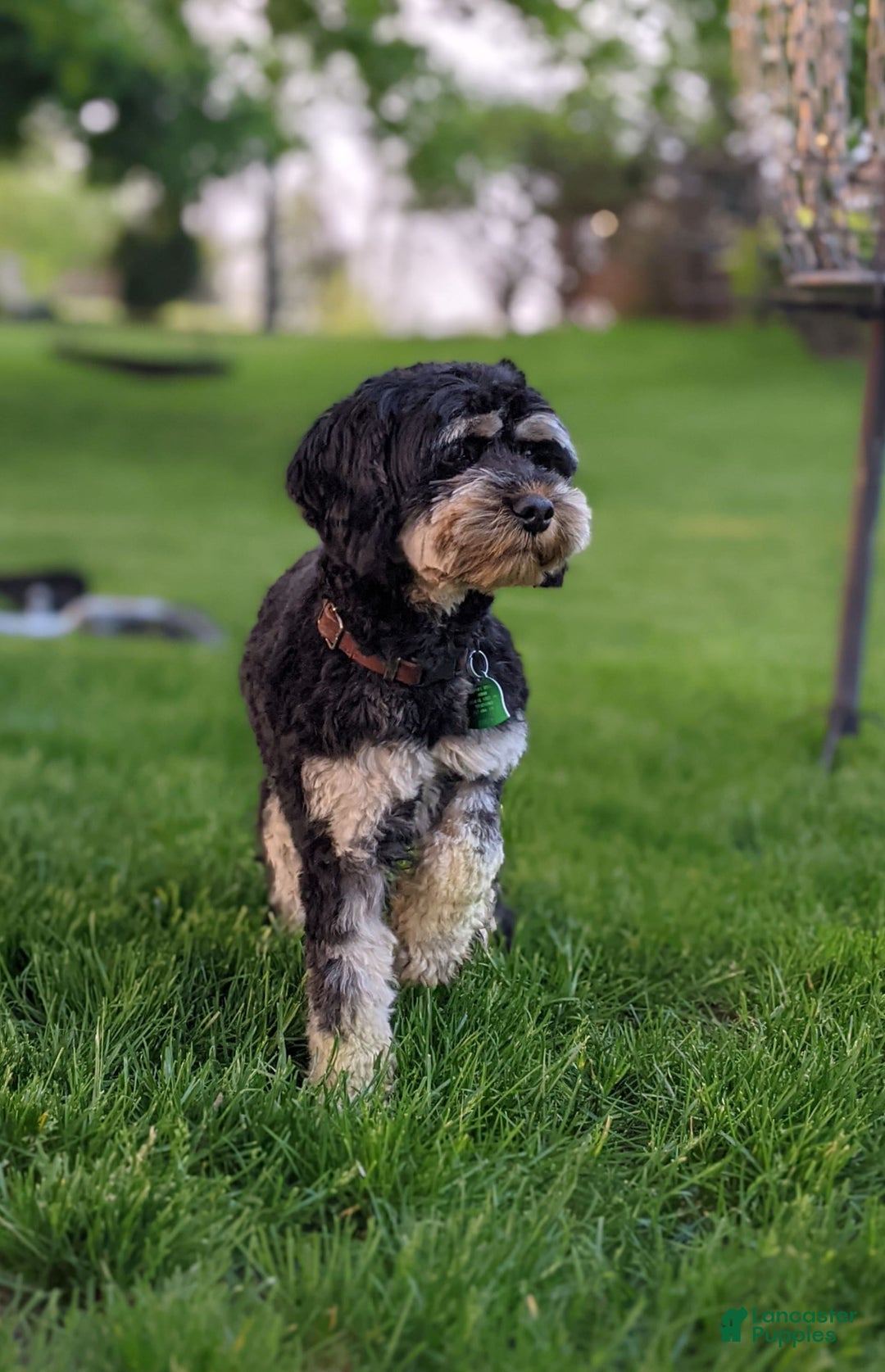 Cockapoo dogs for stud: Sir Kipling - Image 2