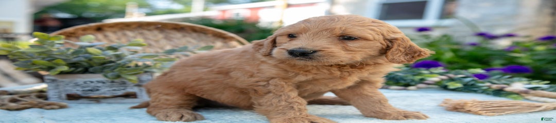 Titan