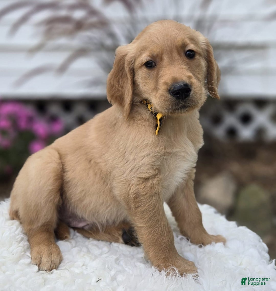 Golden Retriever dogs for sale: Sparky - Image 1