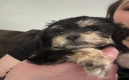 Teddy Bear dogs for sale: Scout - Image 4