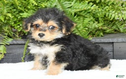 Yochon dogs for sale: Ricky - Image 17
