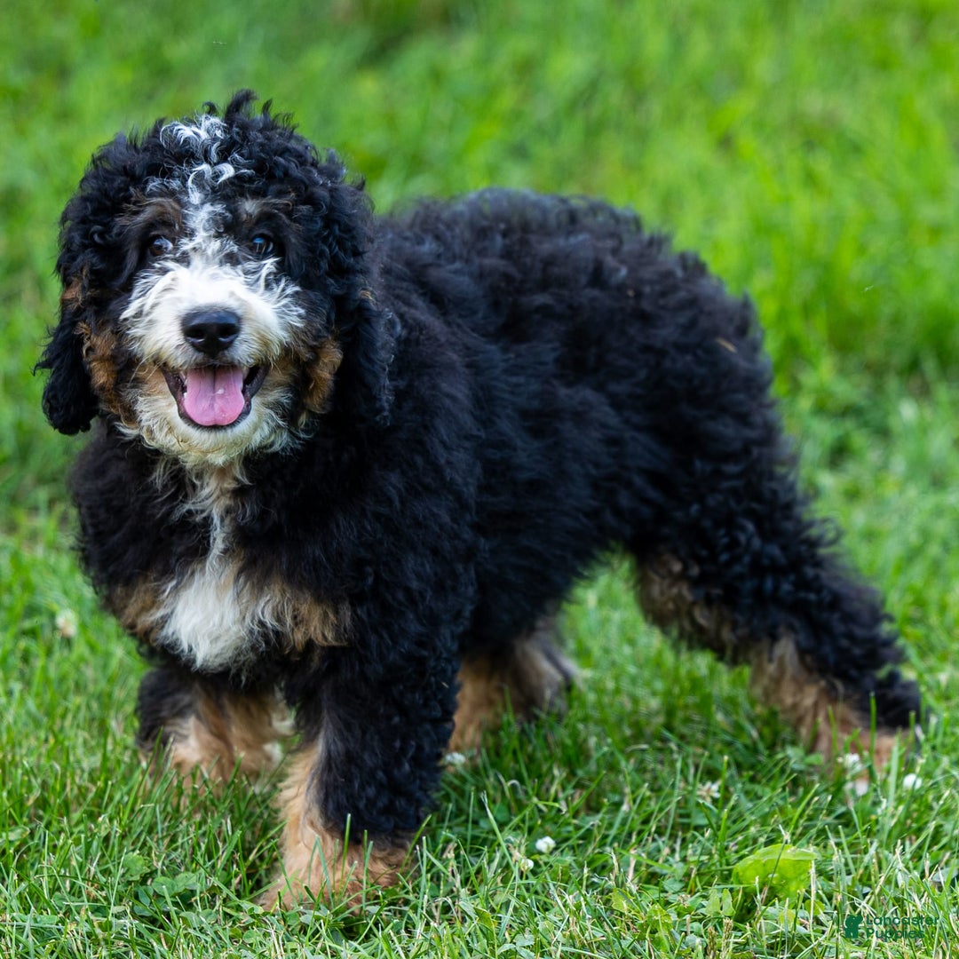 Mini Bernedoodle dogs for sale: Ozzy - Image 9