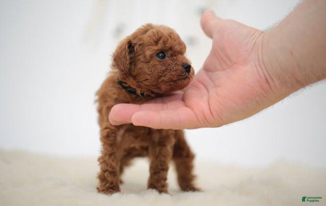 Toy Poodle dogs for sale: Brain - Image 2