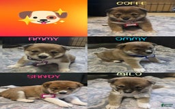 Shiba Inu dogs for sale: Coffe - Image 3