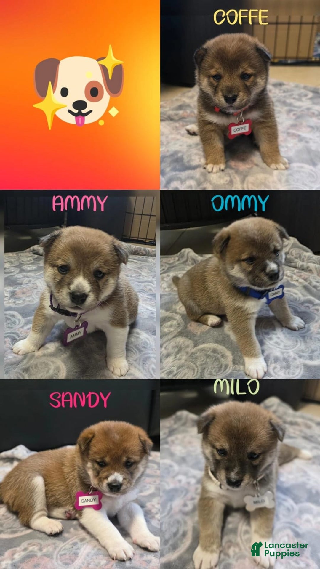 Shiba Inu dogs for sale: Coffe - Image 3