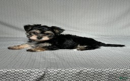 Yochon dogs for sale: Jake - Image 1