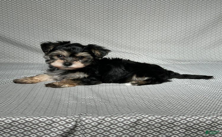 Yochon dogs for sale - Ad 4