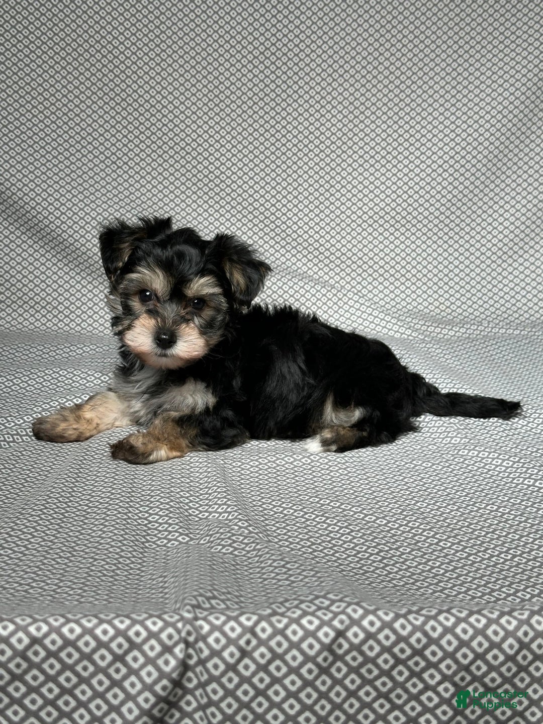 Yochon dogs for sale: Jake - Image 1