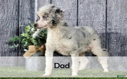 Mini Bernedoodle dogs for sale: Hazel - Image 16