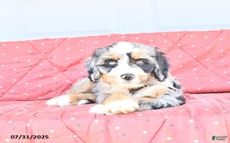 Miniature Bernese Mountain Dog dogs for sale: Hank - Image 10