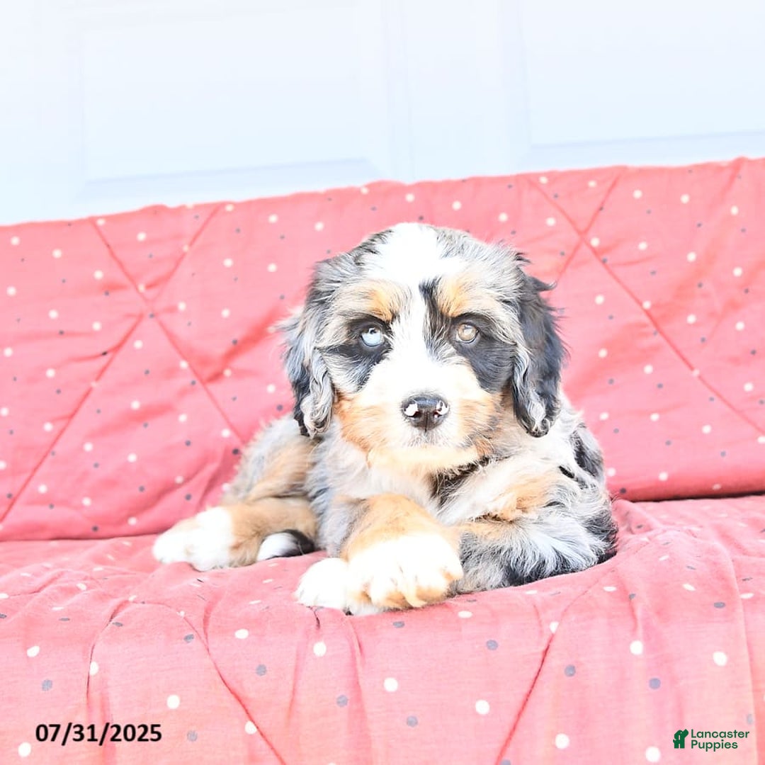 Miniature Bernese Mountain Dog dogs for sale: Hank - Image 10