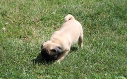 Pug dogs for sale: Pug 3 puppies - Image 2