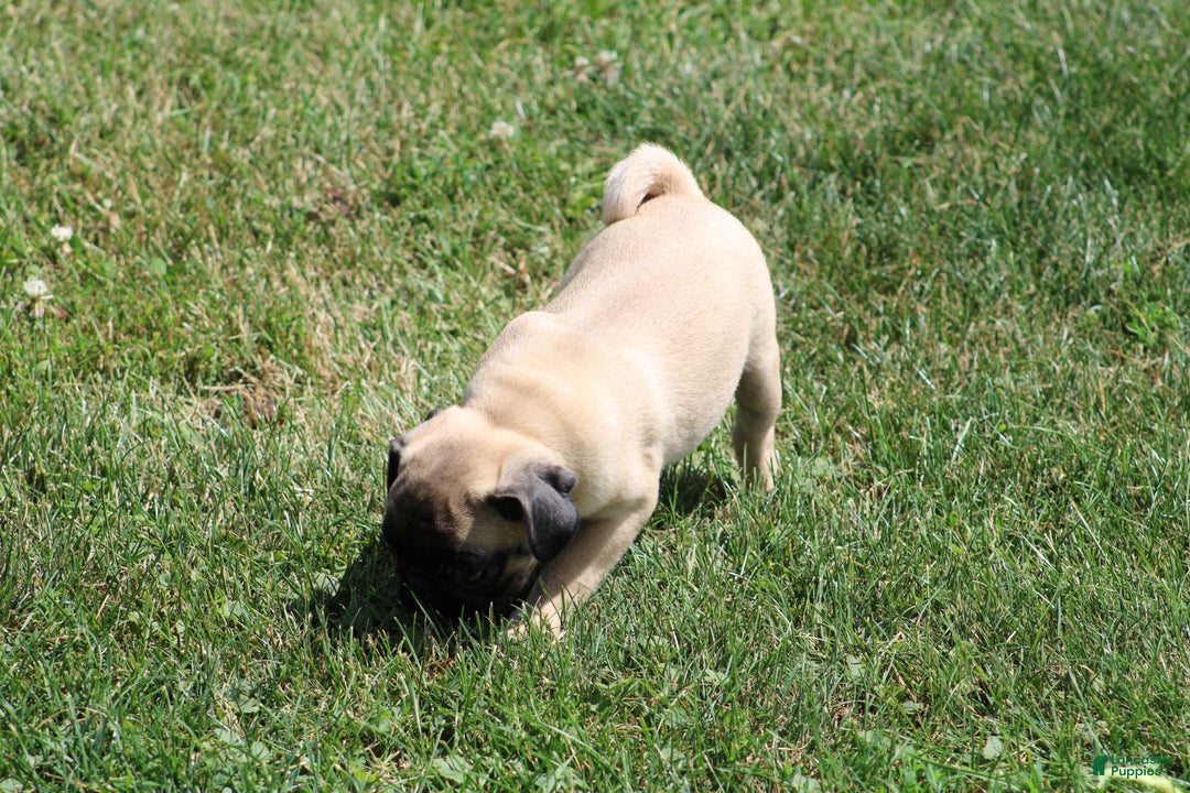 Pug dogs for sale: Pug 3 puppies - Image 2