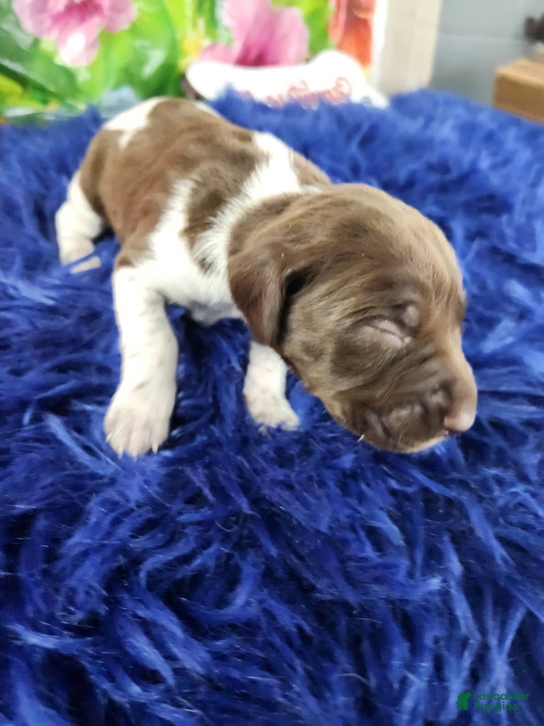 German Shorthaired Pointer dogs for sale: Cheeto - Image 5