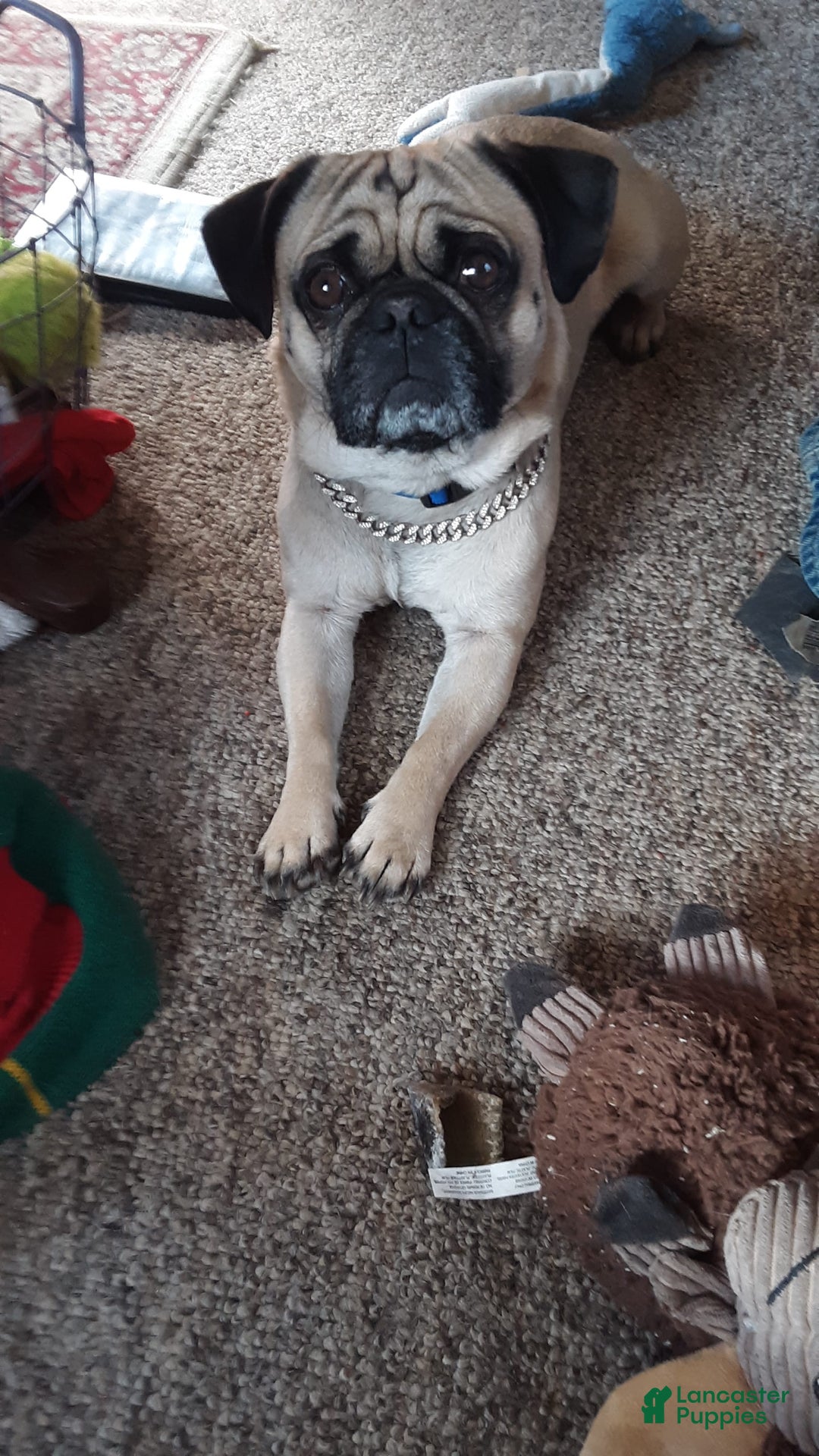 Pug dogs for sale: Pearl - Image 3