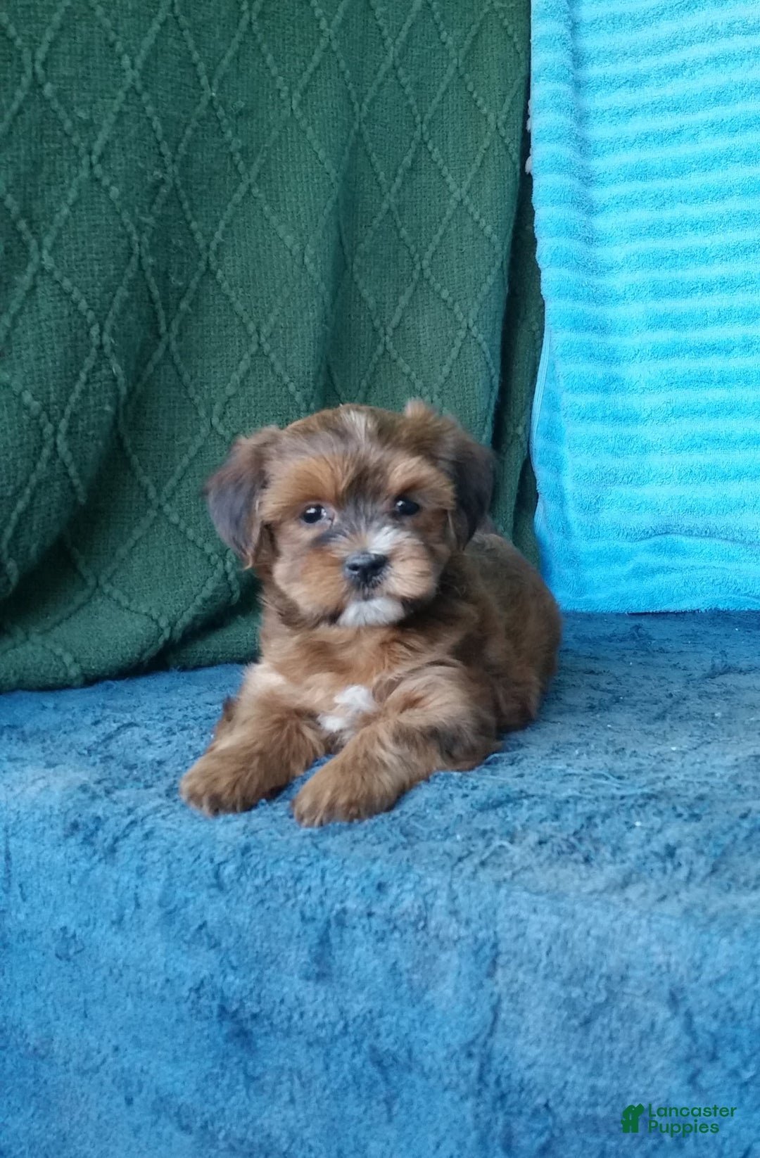 Havanese dogs for sale: Brooke - Image 7