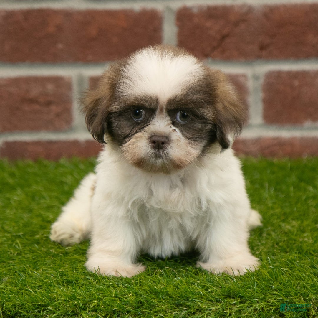 Shih Tzu dogs for sale: Goldie - Image 13