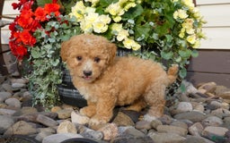 Bichpoo dogs for sale: Gemma - Image 3
