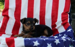 Yorkshire Terrier dogs for sale: Everett - Image 4