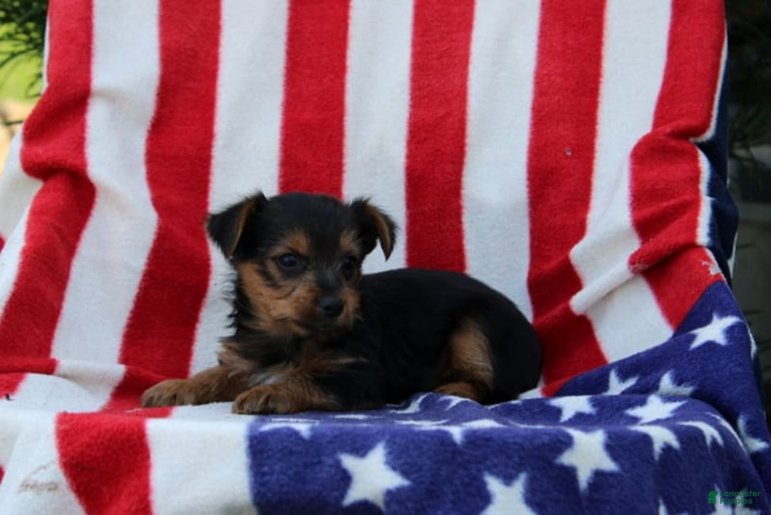 Yorkshire Terrier dogs for sale: Everett - Image 4
