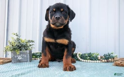 Rottweiler dogs for sale: Rottweiler 7 puppies - Image 12