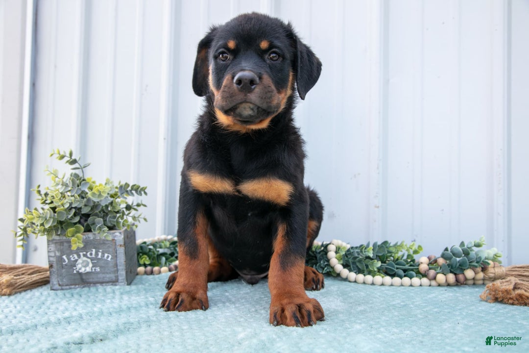 Rottweiler dogs for sale: Rottweiler 7 puppies - Image 12