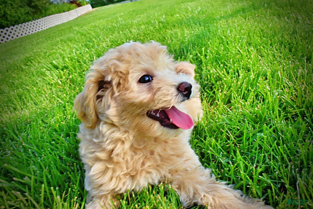 Havapoo dogs for sale: Wags - Image 29