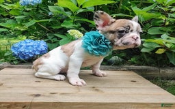 French Bulldog dogs for sale: Athena Akc - Image 17