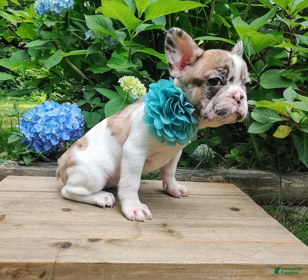 French Bulldog dogs for sale: Athena Akc - Image 17
