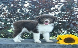 Aussiedoodle dogs for sale: Meadow - Image 2
