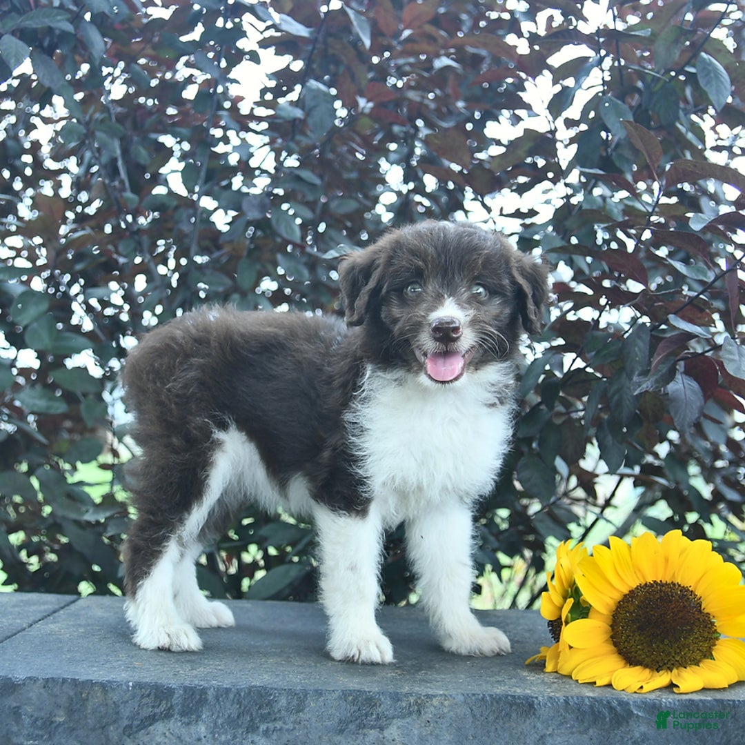 Aussiedoodle dogs for sale: Meadow - Image 2
