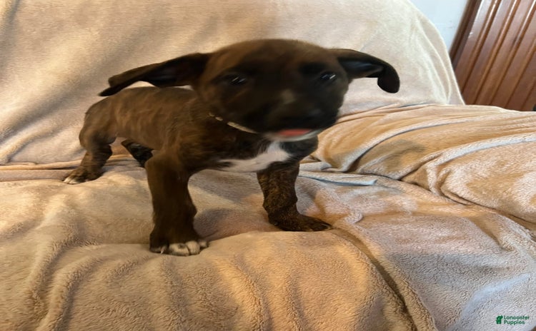German Shepherd dogs for sale - Ad 4
