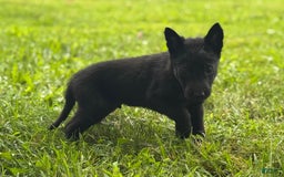 Belgian Malinois dogs for sale: Akc Certified Male 7 - Image 15