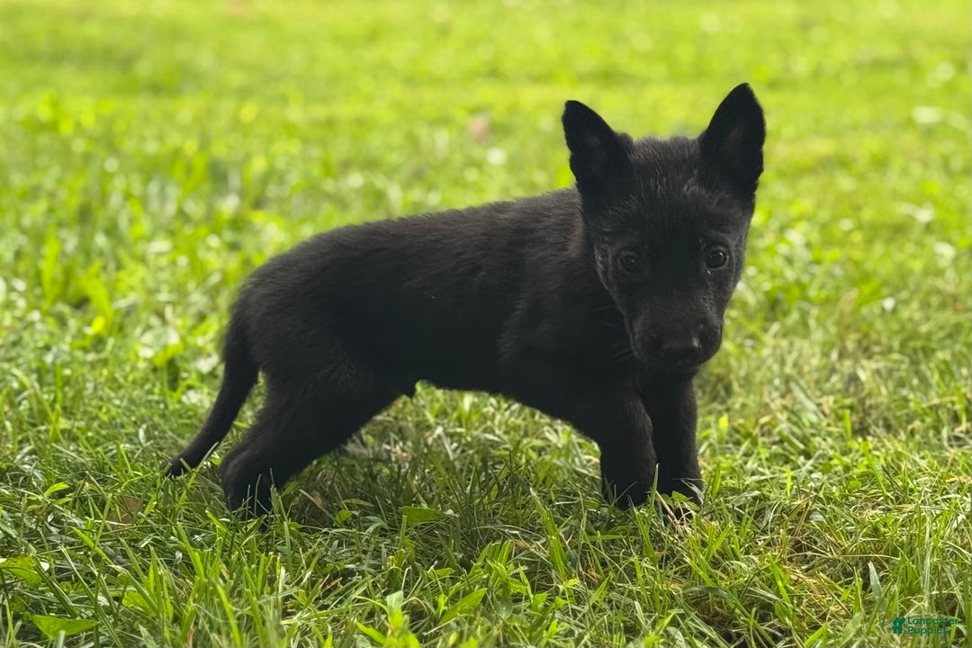 Belgian Malinois dogs for sale: Akc Certified Male 7 - Image 15