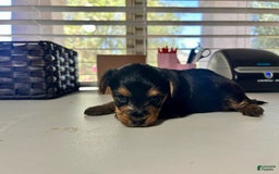 Yorkshire Terrier dogs for sale: Princess - Image 3