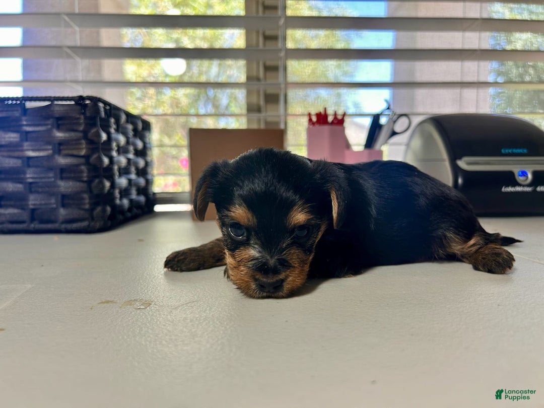 Yorkshire Terrier dogs for sale: Princess - Image 3
