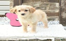 Pomeranian dogs for sale: Charlie - Image 1