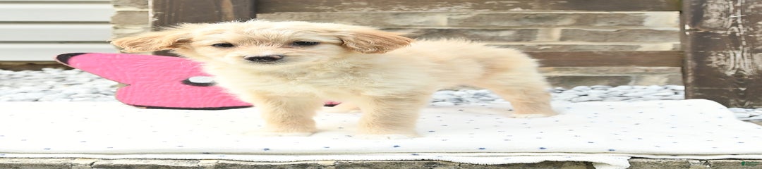 Charlie