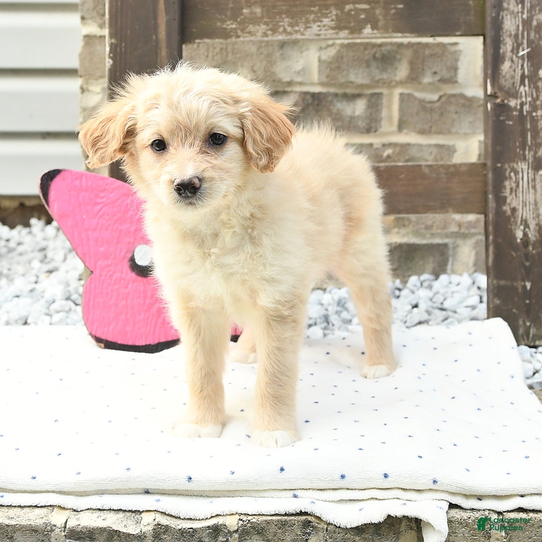 Pomeranian dogs for sale: Charlie - Image 1