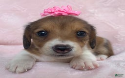 Miniature Dachshund dogs for sale: Baby Clover - Image 3